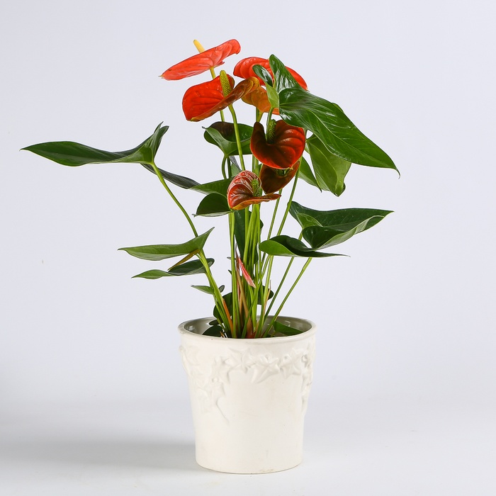 Антуріум у горщику, мікс