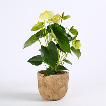 Антуриум в горшке, микс