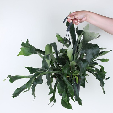 Платицериум в горшке