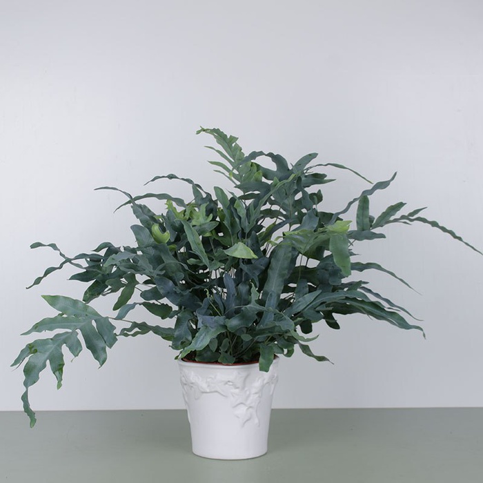 Флебодіум у горщику