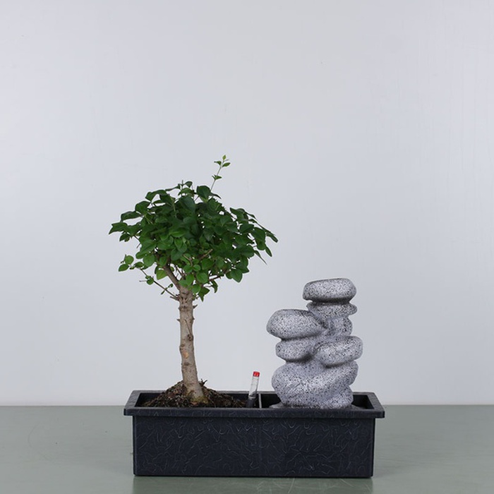 Бонсай у кашпо з водоспадом