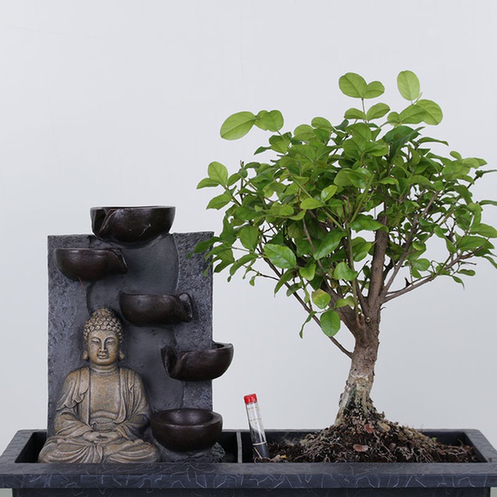 Бонсай у кашпо з водоспадом