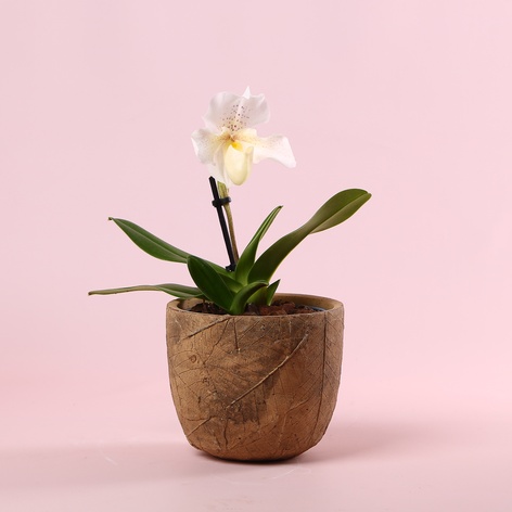 Орхідея пафиопедилум в горщику