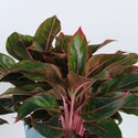 Аглаонема Jungle Red в горшке