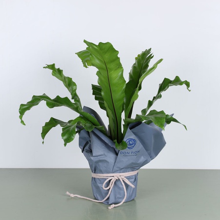 Аспленіум у подарунковій упаковці