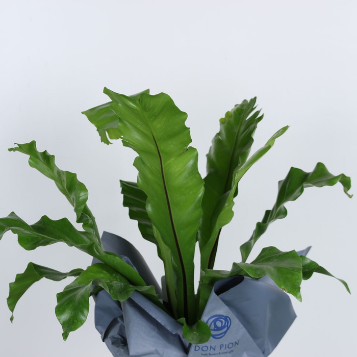 Асплениум в подарочной упаковке