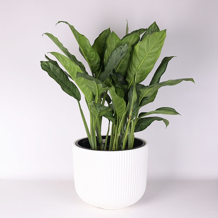 Аглаонема Freedman в горшке