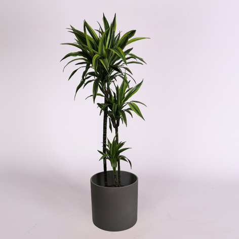 Драцена Lemon Lime в горшке