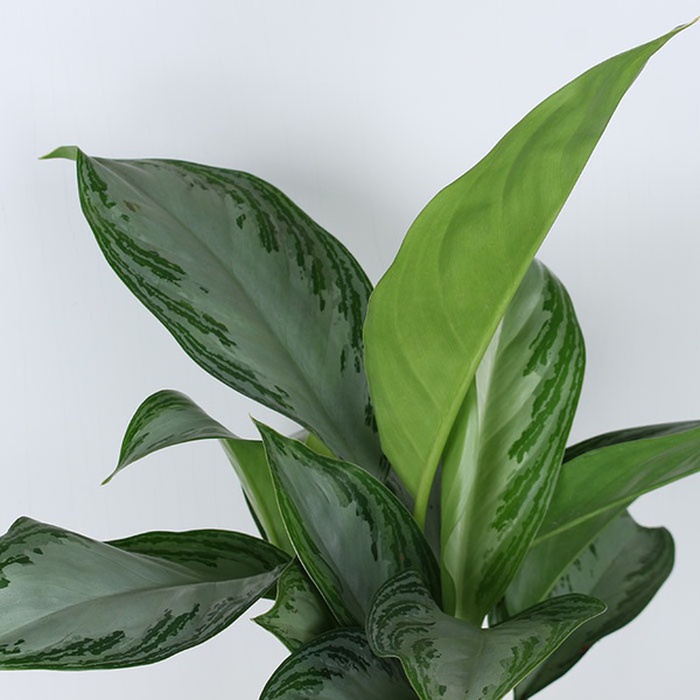 Аглаонема микс в горшке