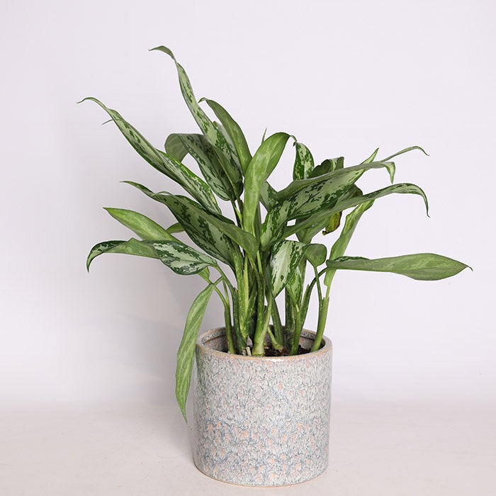 Аглаонема микс в горшке