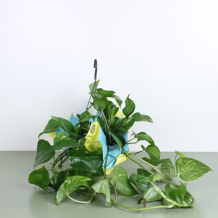 Эпипремнум в горшке