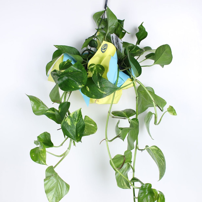 Эпипремнум в горшке