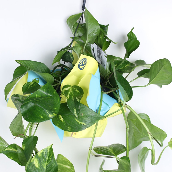 Эпипремнум в горшке