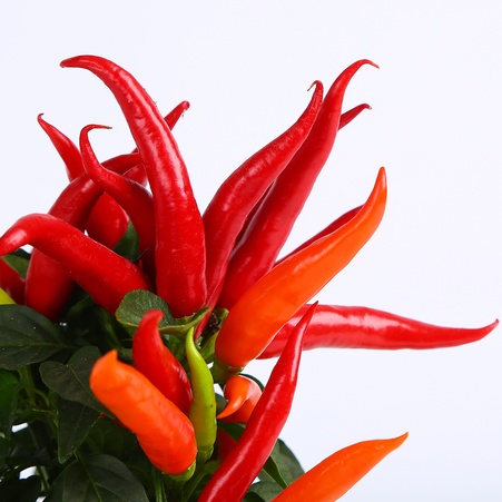 Декоративный перец в горшке