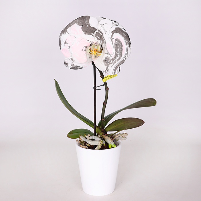 Орхідея фаленопсис квітка в горщику