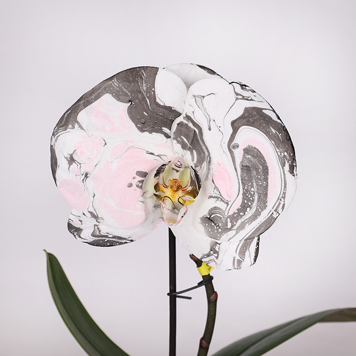 Орхідея фаленопсис квітка в горщику