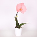 Орхідея фаленопсис квітка в горщику