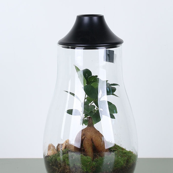 Композиція тераріум LED