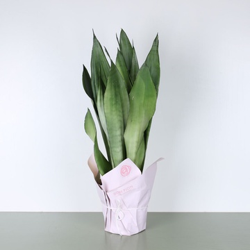 Сансівієрія Муншайн M в горщику