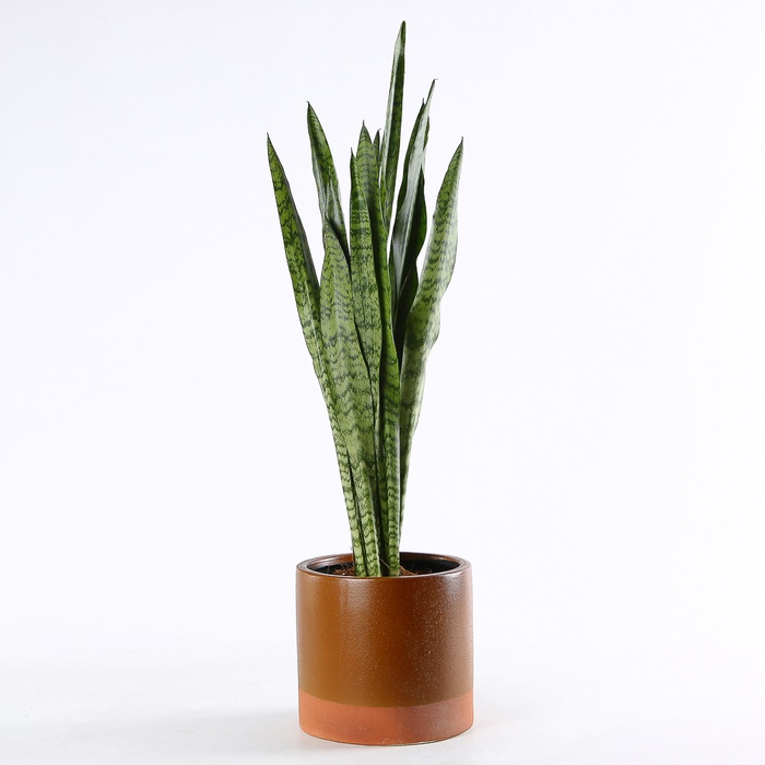 Сансевиерия Зеланика в горшке