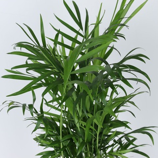 Хамедорея в горщику