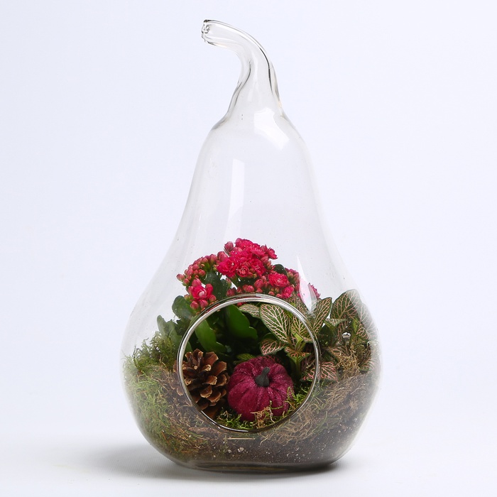 Композиція тераріум