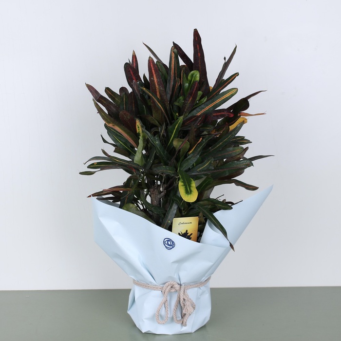 Кодієум М в горщику