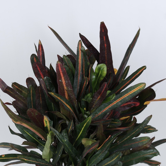 Кодієум М в горщику