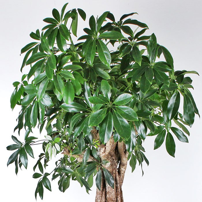 Шефлера на штамбе XXL в горшке