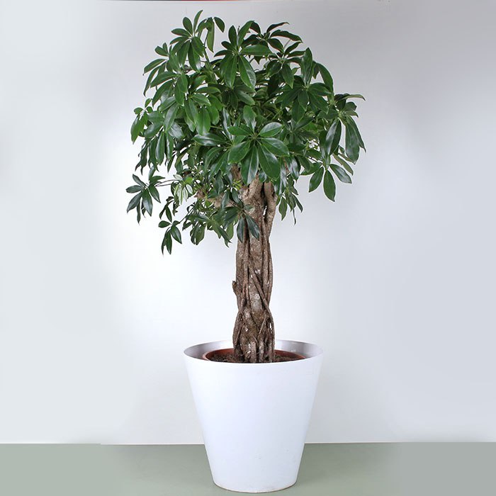 Шефлера на штамбе XXL в горшке