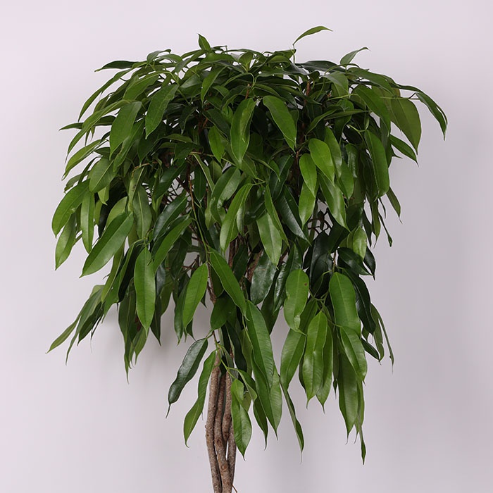 Фикус "Alii" штамбовый