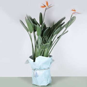 Стрелиция в горшке, L