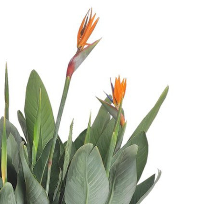 Стрелиция в горшке, L