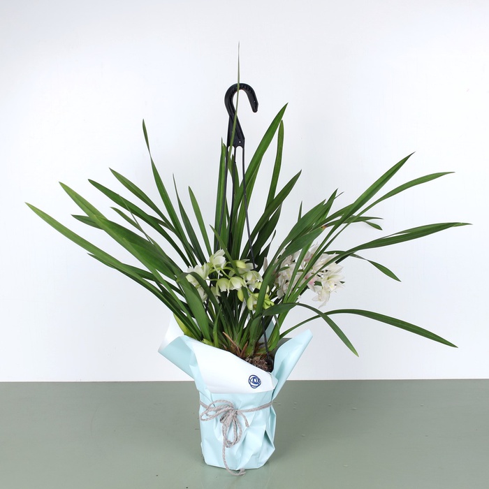 Орхидея Цимбидиум Ice Cascade в горшке