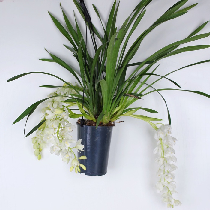 Орхидея Цимбидиум Ice Cascade в горшке