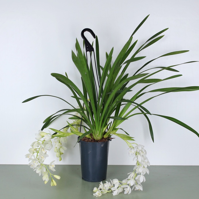 Орхидея Цимбидиум Ice Cascade в горшке