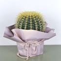 Ехінокактус грузоні в горщику, М