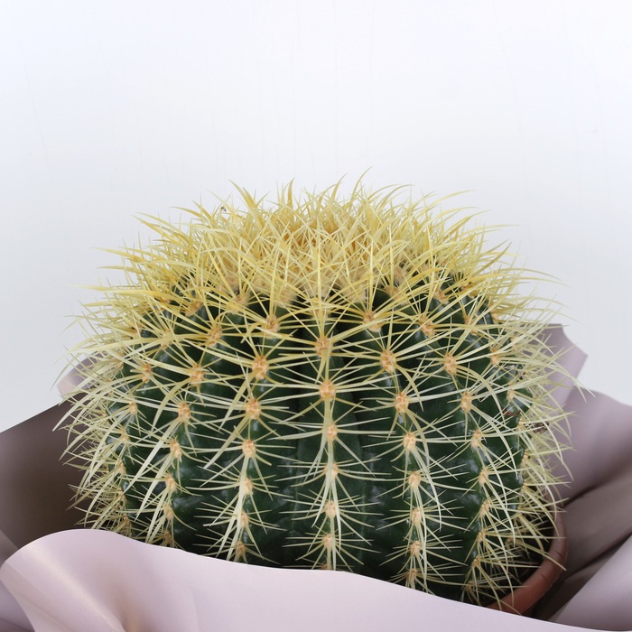 Ехінокактус грузоні в горщику, М