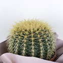 Ехінокактус грузоні в горщику, М