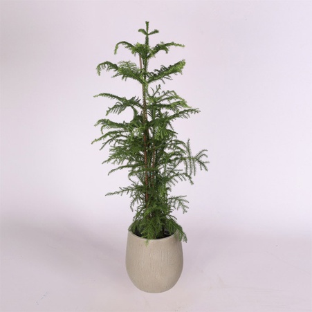 Араукария Heterophylla в горшке