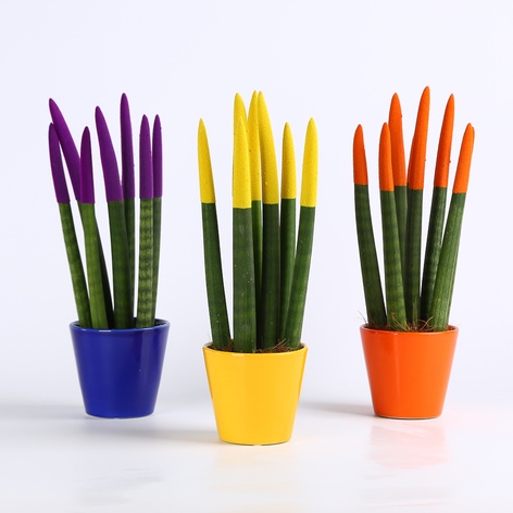 Сансевієрія Вельвет Міні в горщику