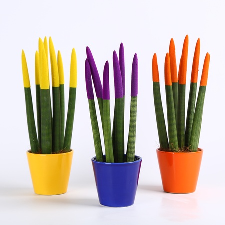 Сансевієрія Вельвет Міні в горщику