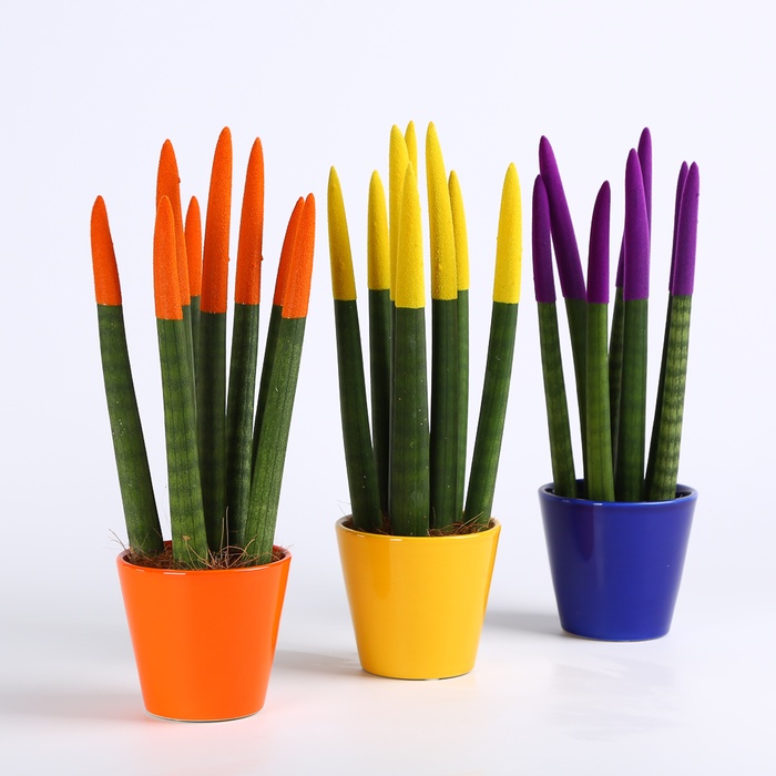 Сансевієрія Вельвет Міні в горщику