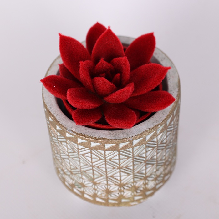 Ечіверія флокована червона в горщику