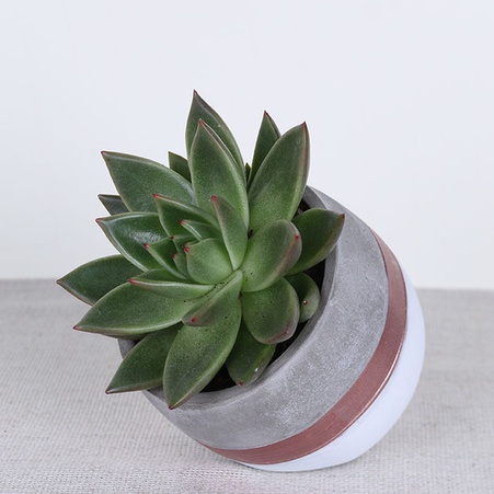 Эчиверия в наклонном кашпо