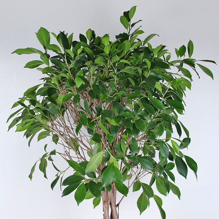 Фикус в горшке