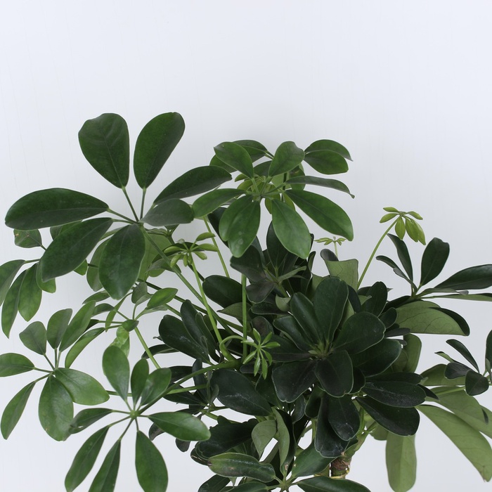 Шефлера в горщику та подарунковій упаковці