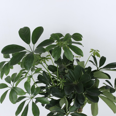 Шефлера в горшке и подарочной упаковке