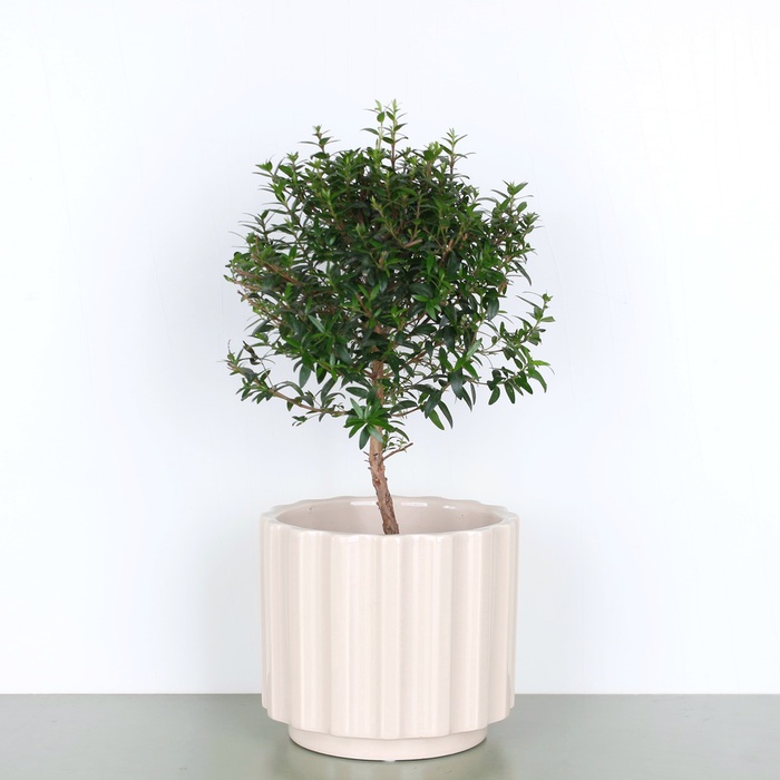 Мірт у горщику