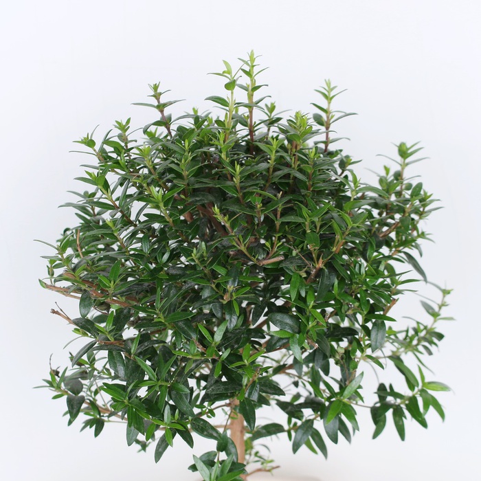 Мірт у горщику